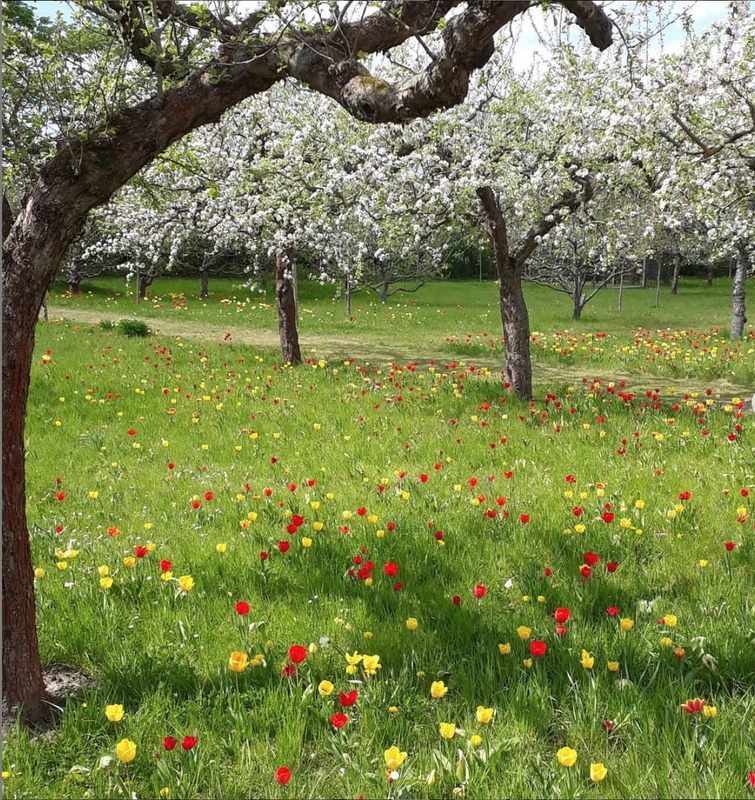Cherry Blossoms in Britzer Garten